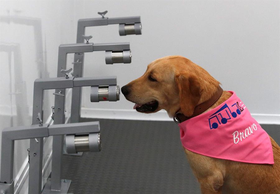Un perro de raza labrador-retriever adiestrado para detectar casos de infección por Covid-19 / EFE