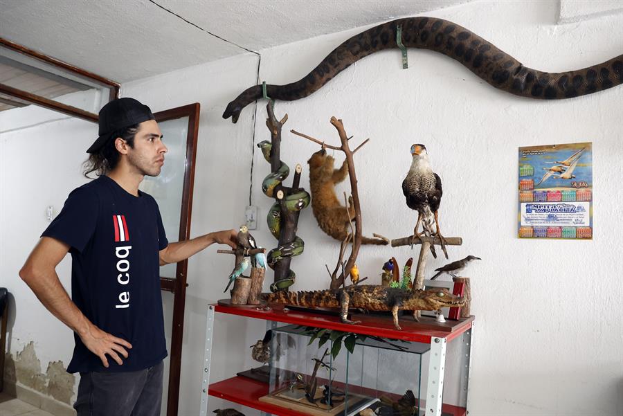El taxidermista Miguel Vargas muestra varios animales disecados en su estudio. /EFE