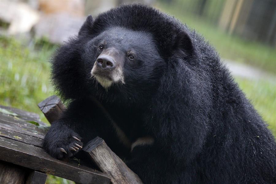 Imagen de archivo de un oso tibetano. /EFE