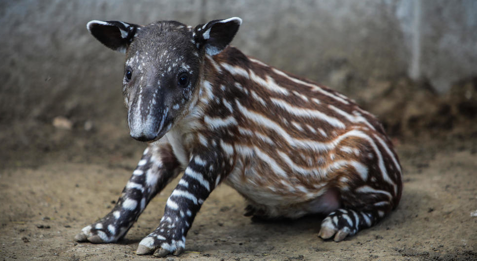 La bebé tapir, "Valentina"/ Cortesía / AFP