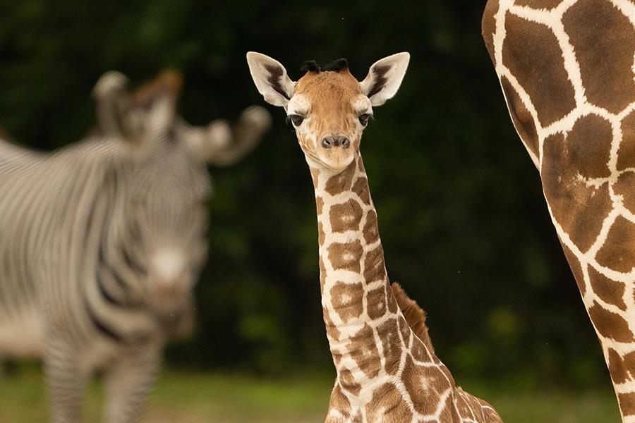 Fotografía cedida por el Zoológico de Miami donde se muestra a la joven jirafa hembra, de tres meses de edad./ EFE