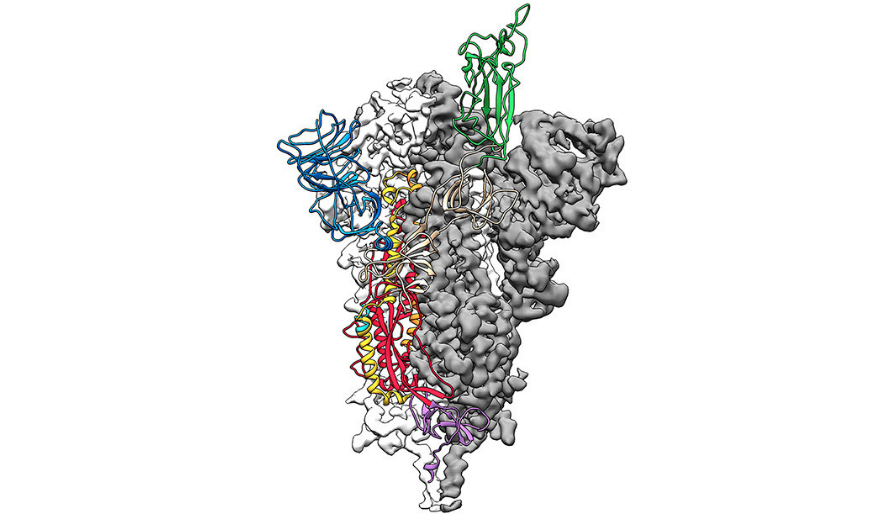 Imagen 3D del coronavirus / Cortesía