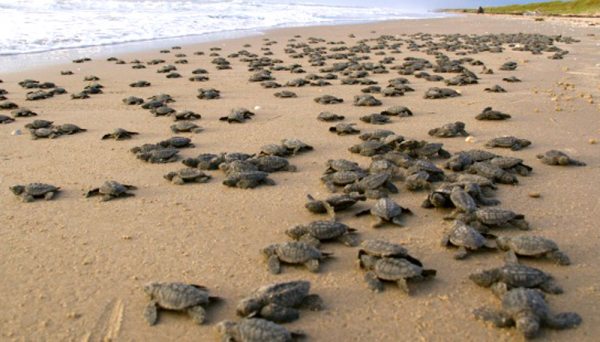 Miles de tortugas llegan cada año a Nicaragua / Cortesía