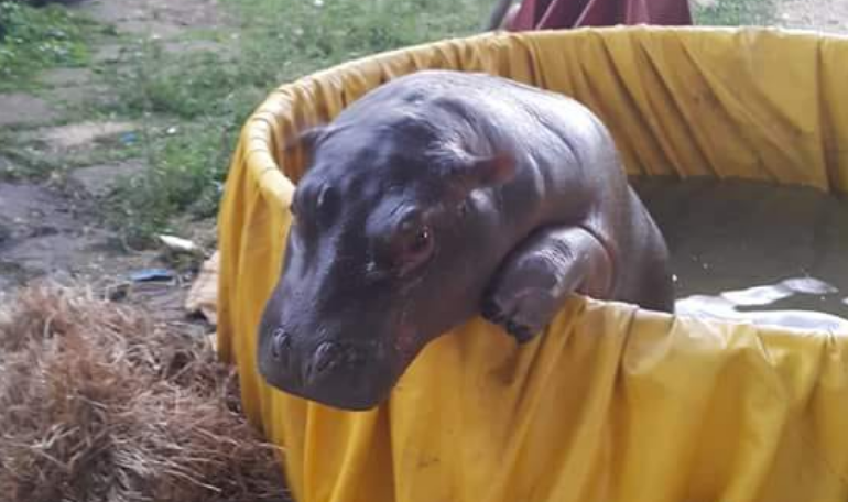 Zuri, el hipopótamo que ha cautivado a los habitantes de El Rama. Foto: Amy Mairena.