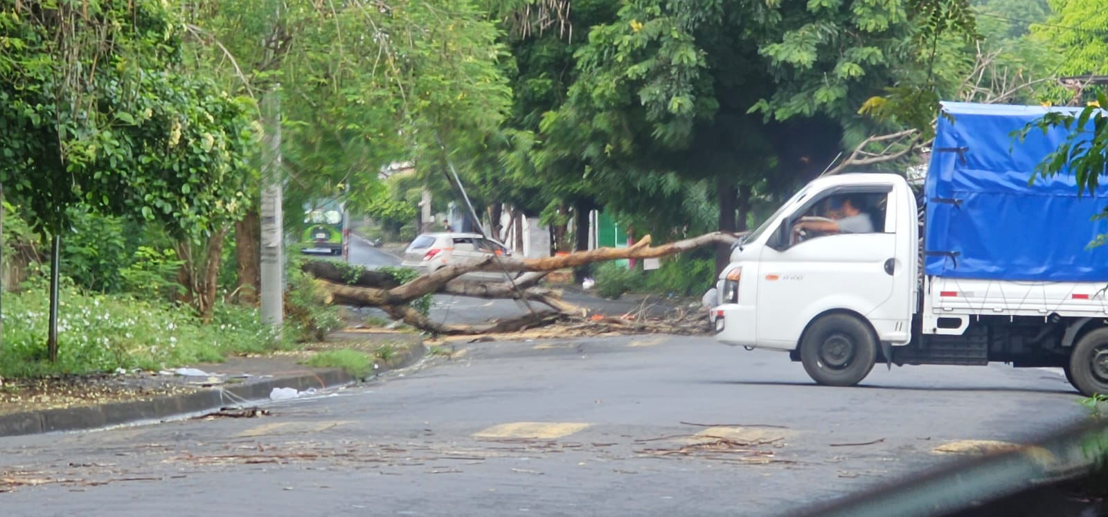 Un árbol cayó por las lluvias en el costado norte del colegio Luis Alfonso, en Managua./ Cortesía