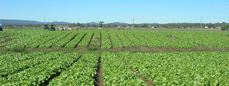 Por tomas ilegal de tierra han sido afectadas mas de 5 mil manzanas.