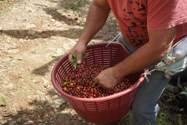 Cortesía
