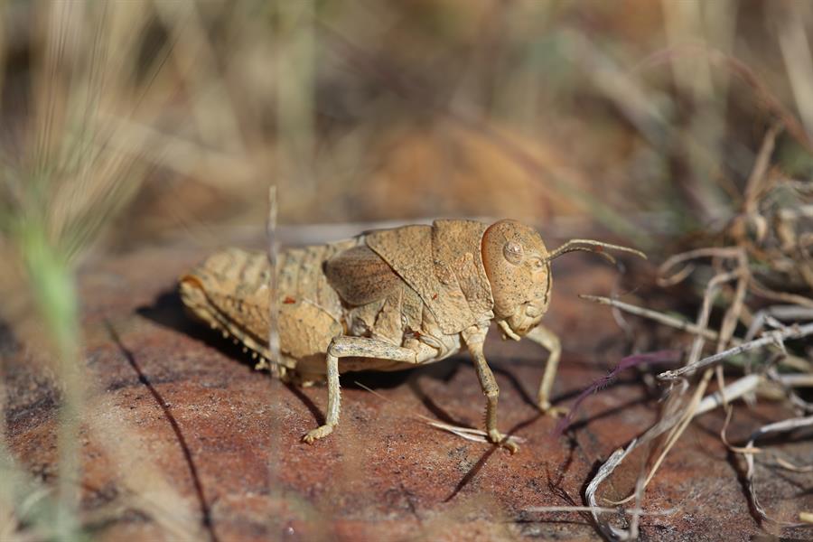 El saltamontes de la llanura de Crau (Prionotropis rhodanica), en peligro crítico./EFE