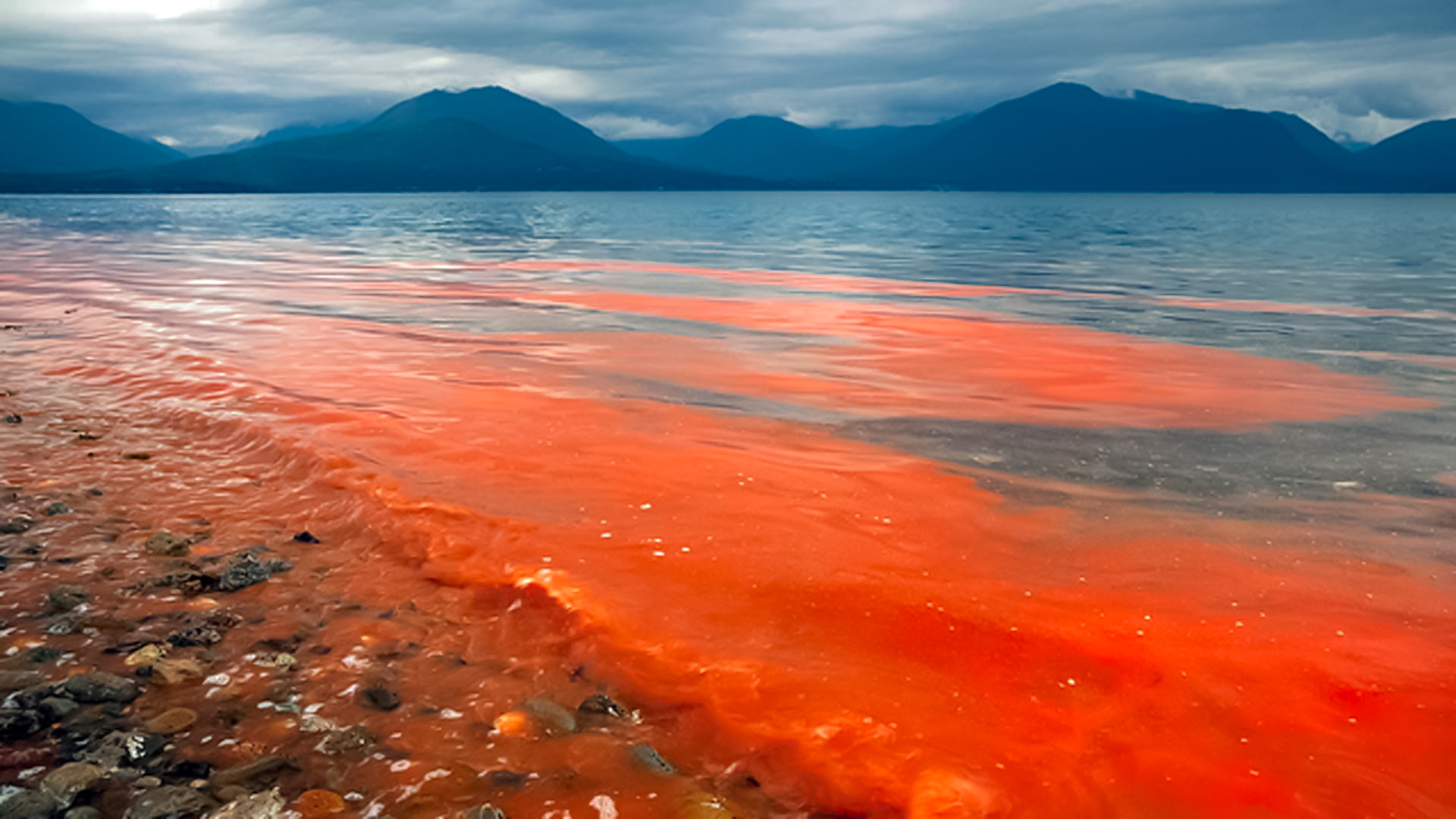 La marea roja ha provocado muerte de tortugas en playas del pacífico.