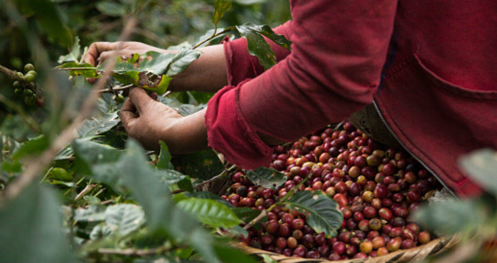 Promueven uso de tecnología para mejorar la producción de café en el norte de Nicaragua