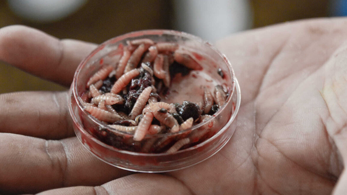 Cortesía