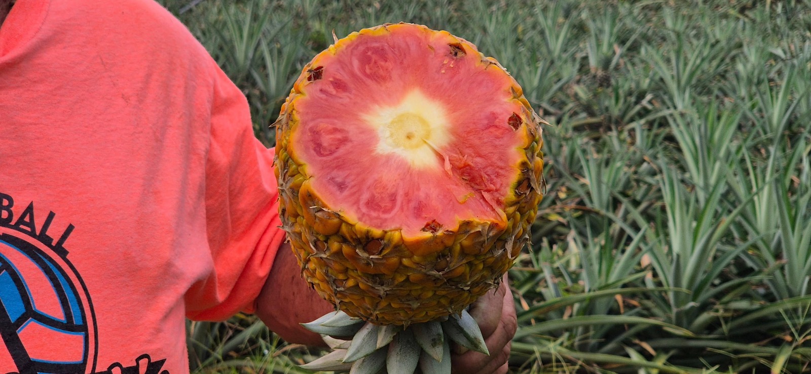 Cortesía