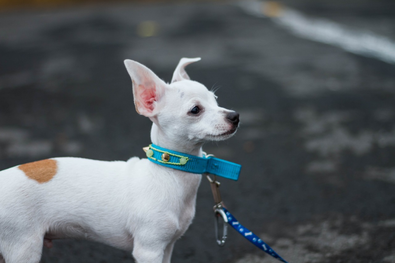 Accesorios para mascotas creados por Mar Lee Narváez Chong.