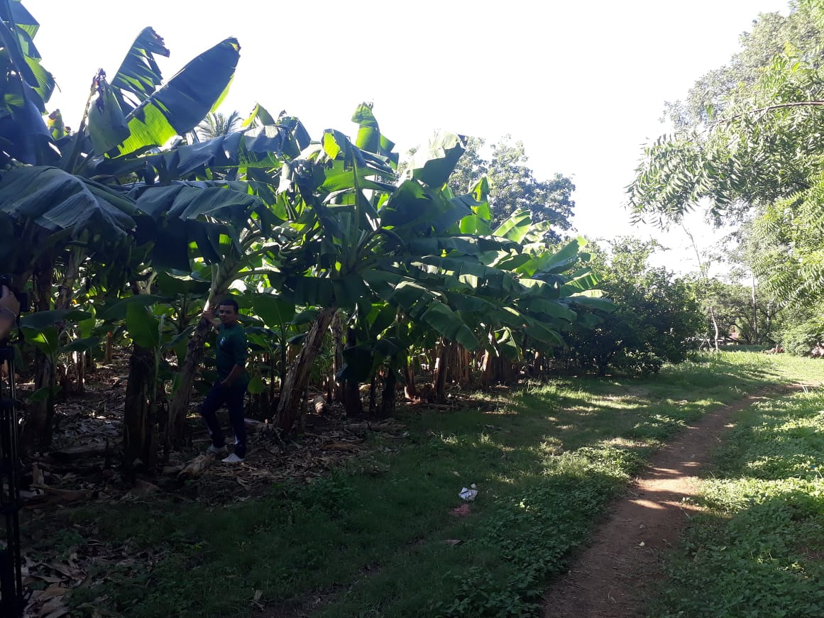 Producción de plátanos en el Hogar Zacarías Guerra.