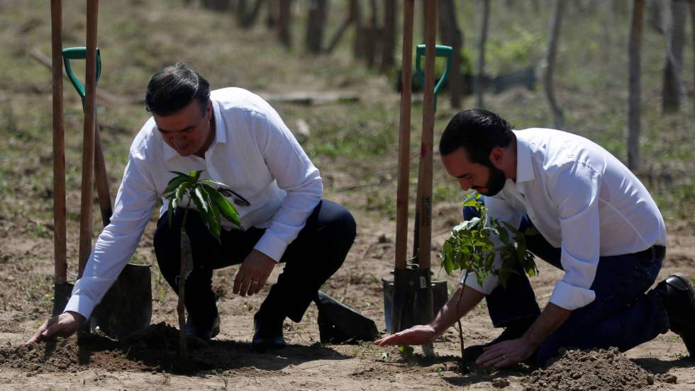 Brard y Bukele siembran árboles en El Salvador. Foto: cortesía