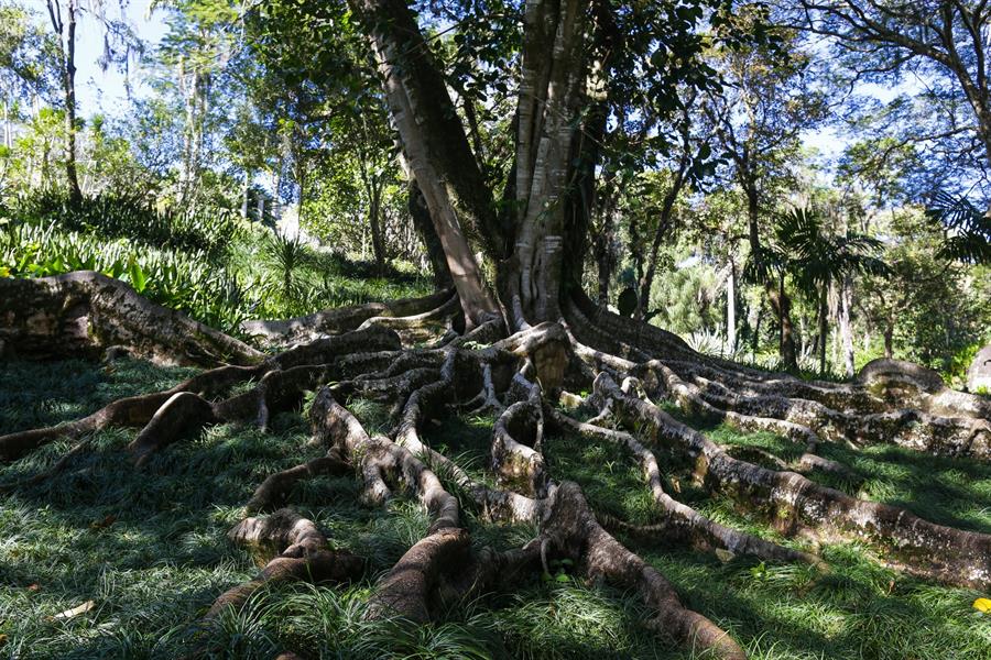 Raíces de un árbol en el Sitio Burle Marx, en Rio de Janeiro. 