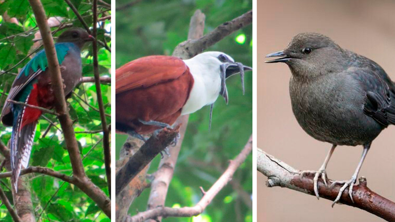 Quetzal, Pajaro Campana y Mirlo