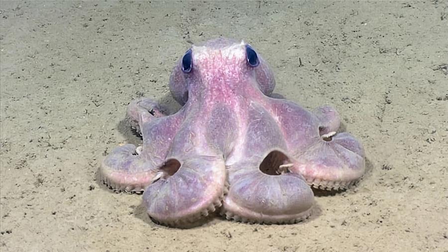 Se registró un pulpo de aguas profundas (Graneledone verrucosa), en el Cañón del Hudson (EE.UU.). /EFE