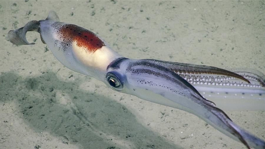  Un calamar de brazos largos (Chiroteuthis veranyi)./ EFE